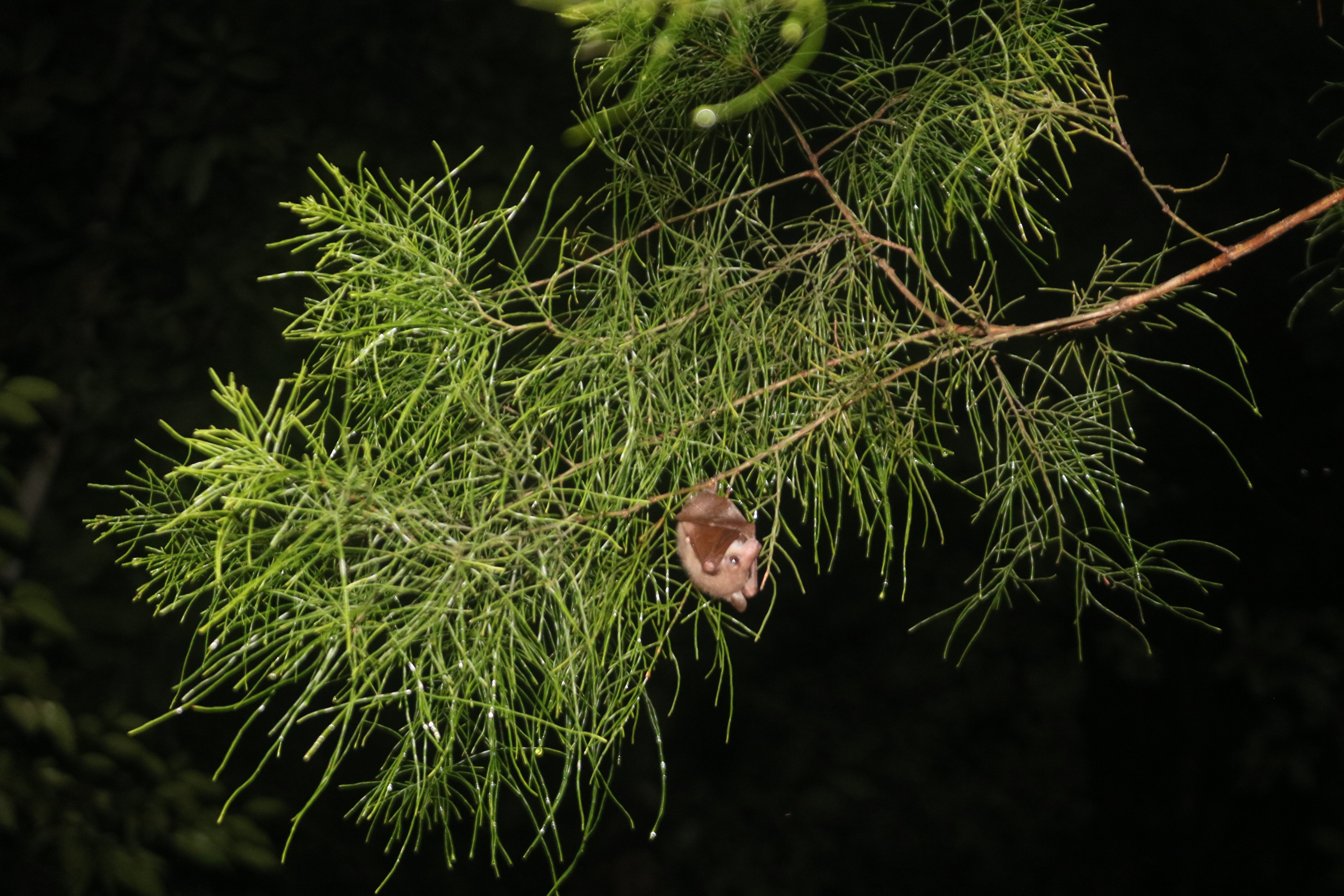 Nyctimene albiventer